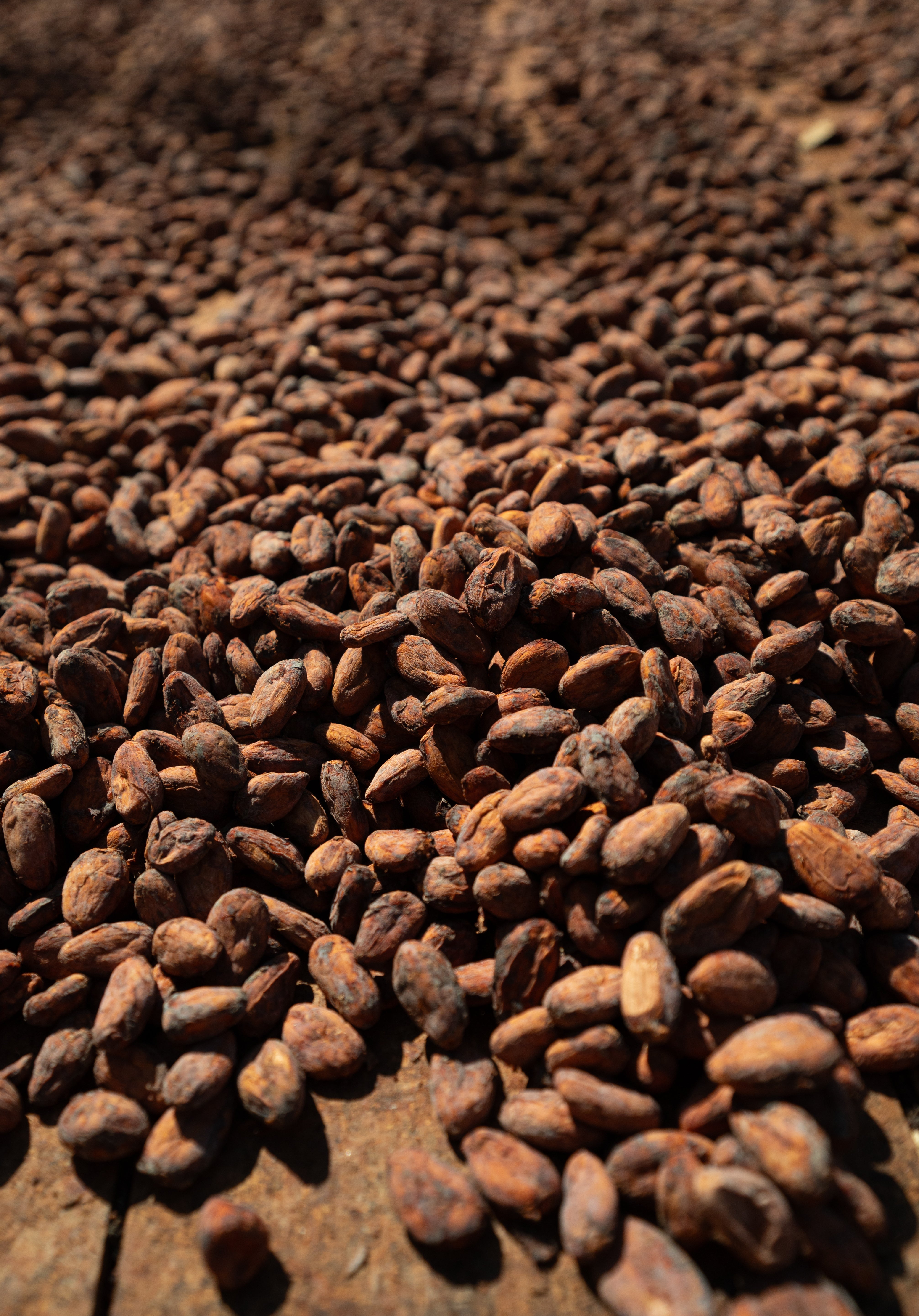 Understanding the Different Types of Ceremonial Cacao Beans