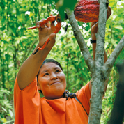Indigenous farmer harvesting ceremonial cacao in vibrant orange attire, showcasing premium quality cacao pods in lush environment.