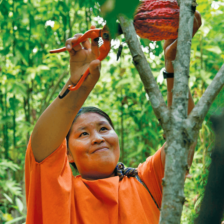 Indigenous farmer harvesting ceremonial cacao in vibrant orange attire, showcasing premium quality cacao pods in lush environment.