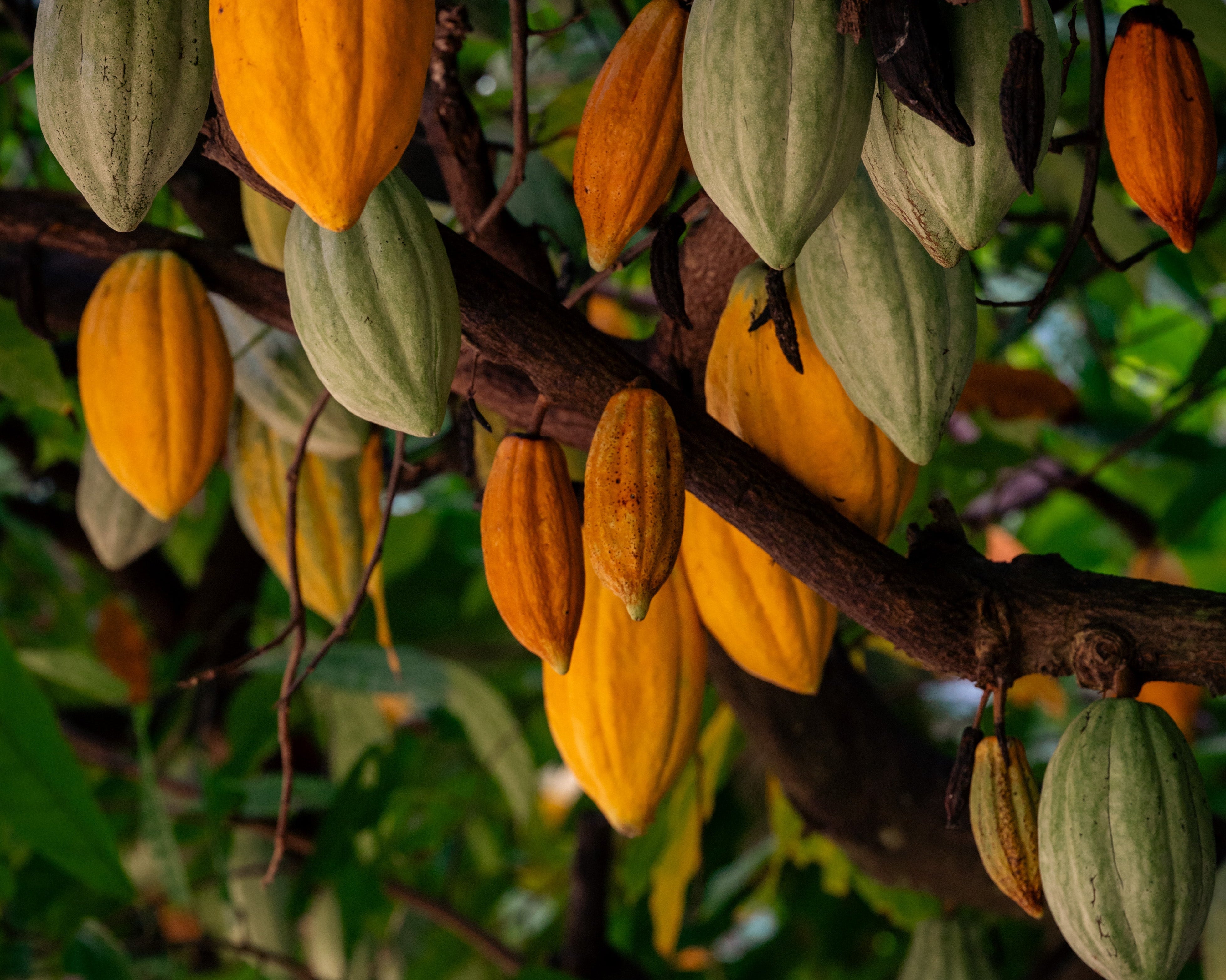 Organic Certification is a Pain in the Pod!