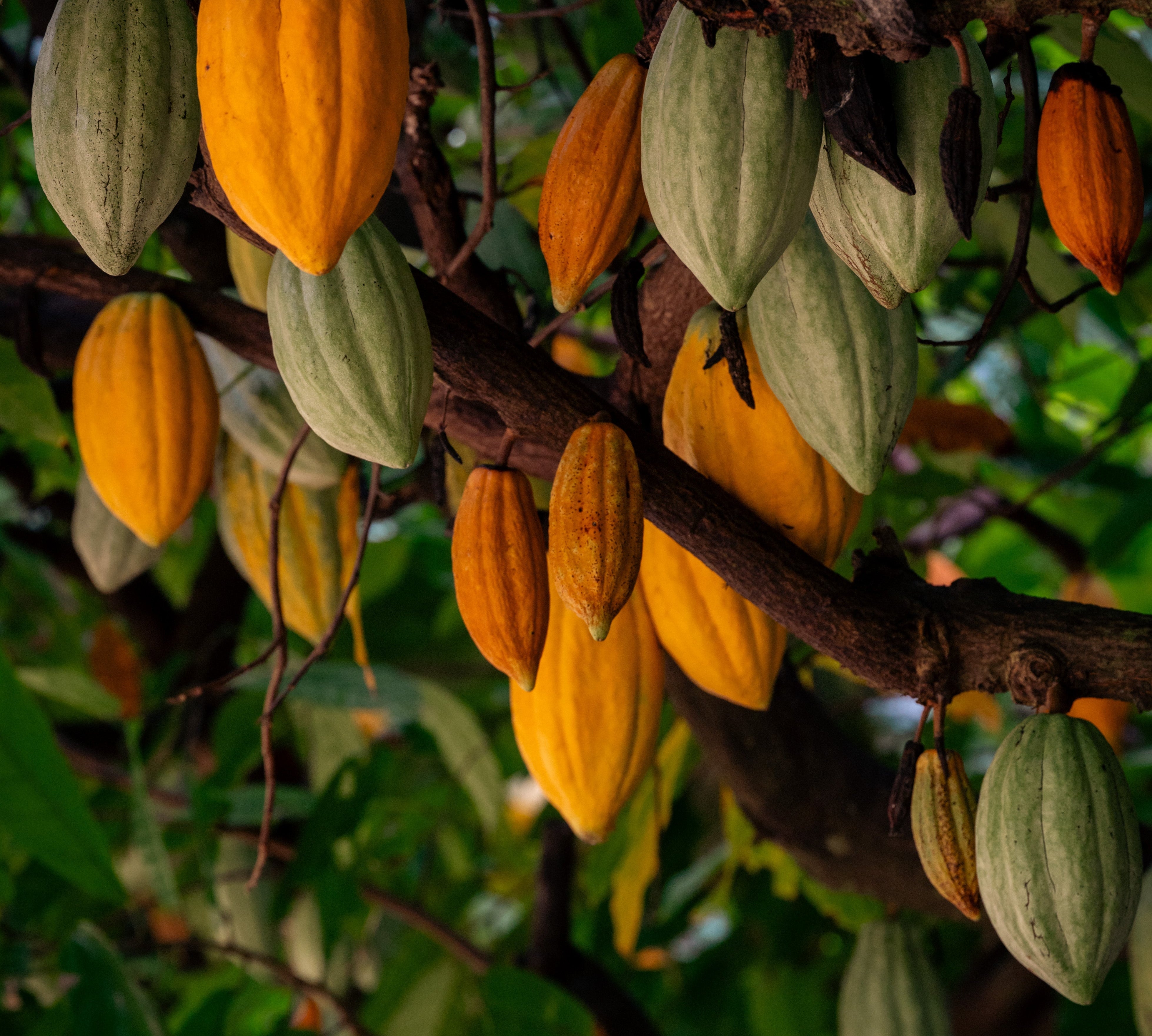 Organic Certification is a Pain in the Pod!