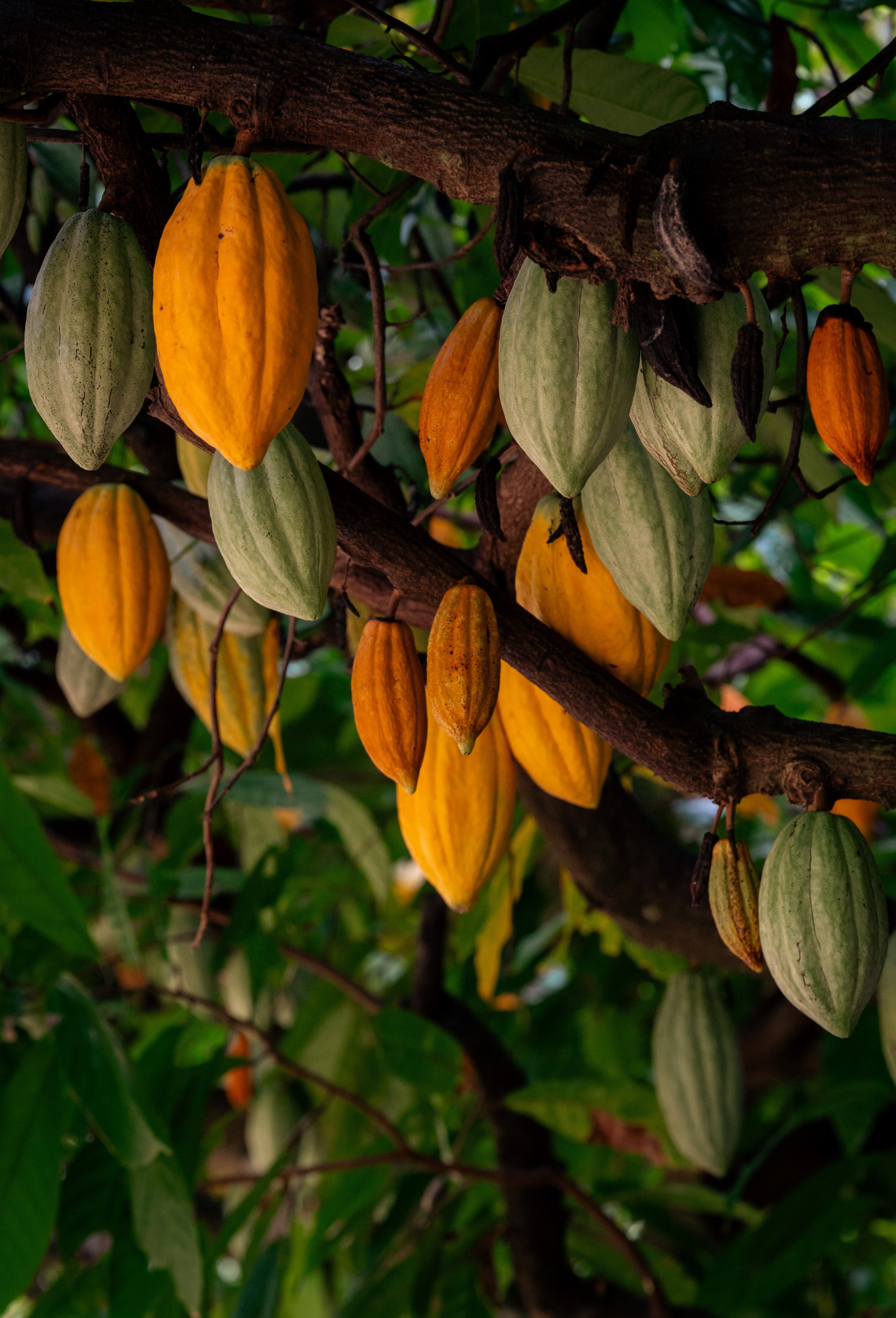 Organic Certification is a Pain in the Pod!