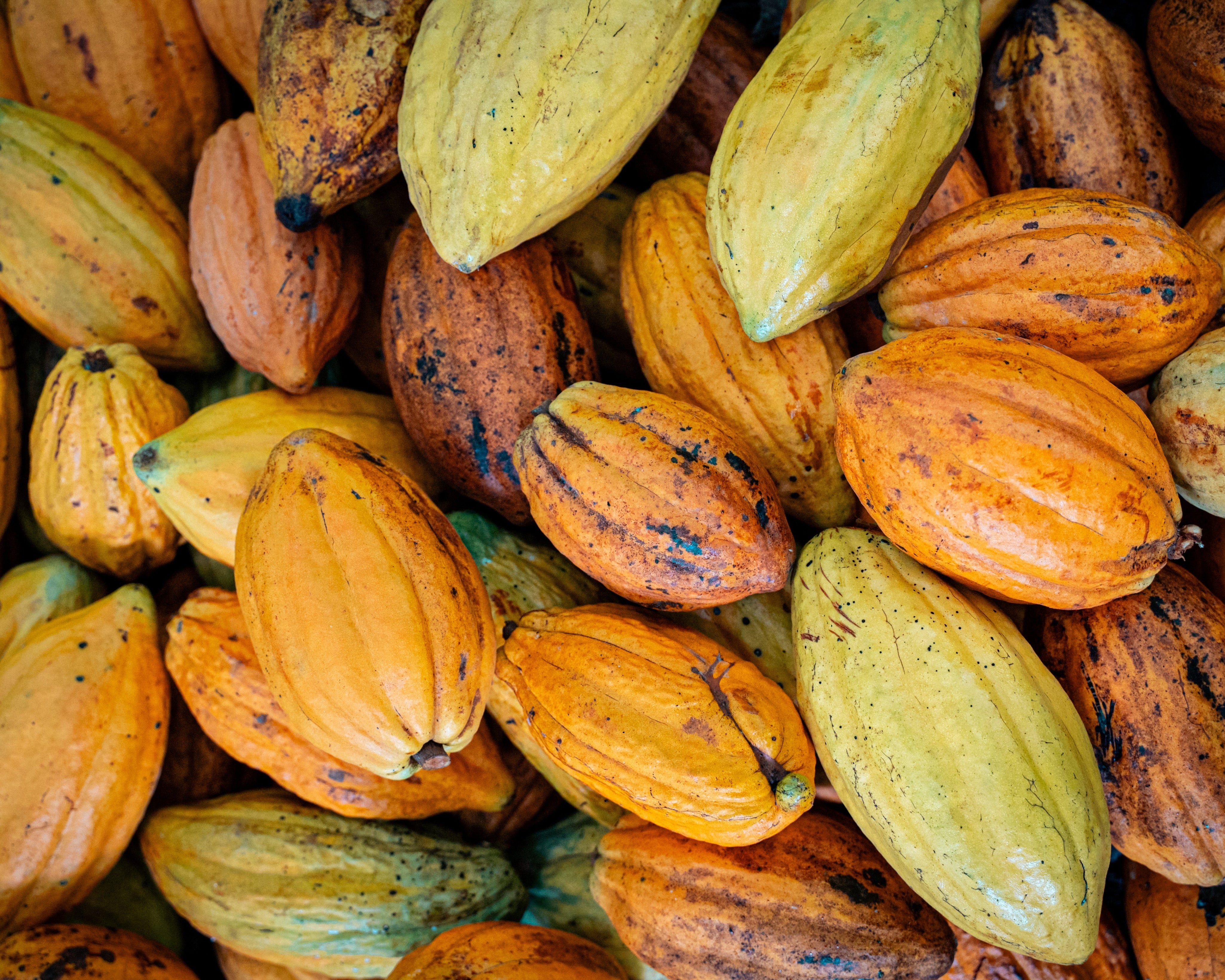 Soma’s Got Good Genes: Nature and Nurture in Cacao Farming