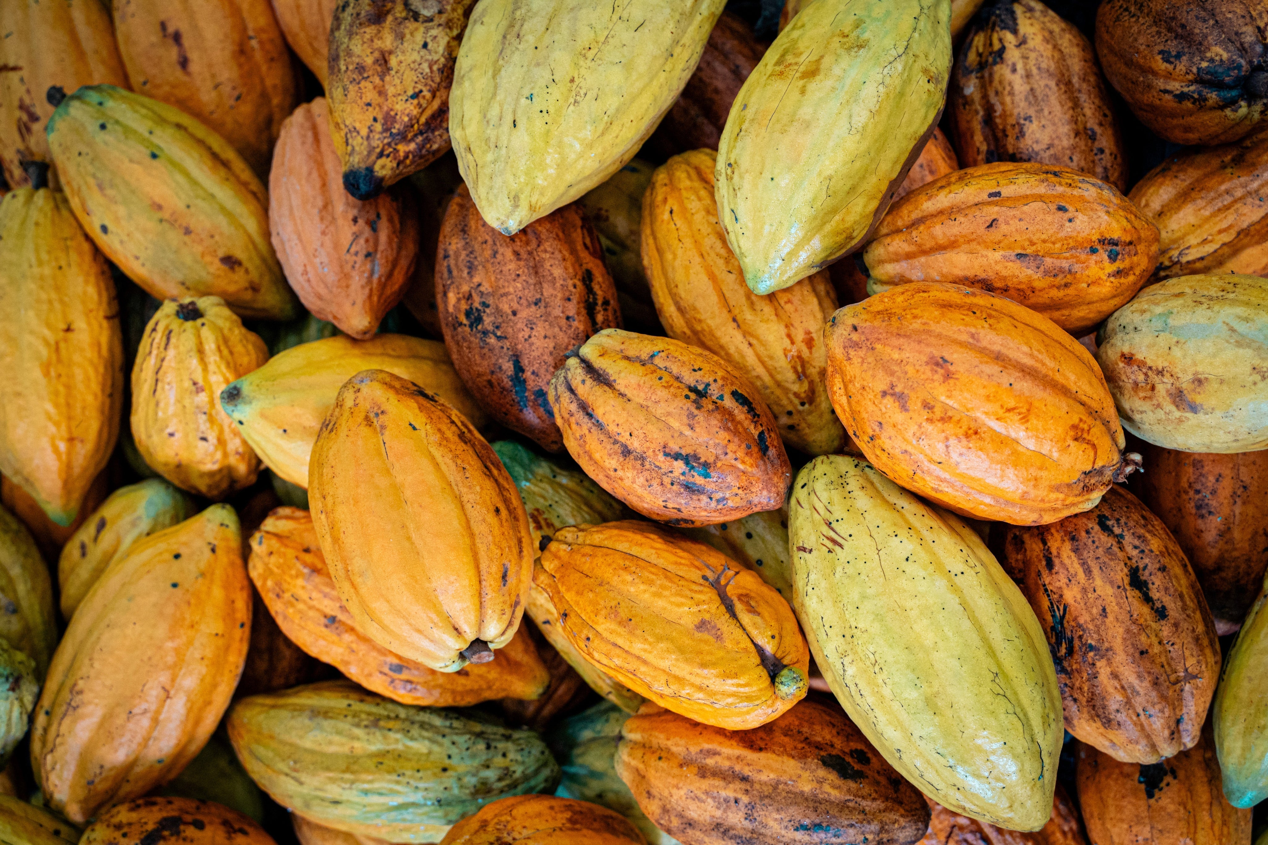 The Science of Deluge: How Cacao Survives (and Thrives) in the Wet