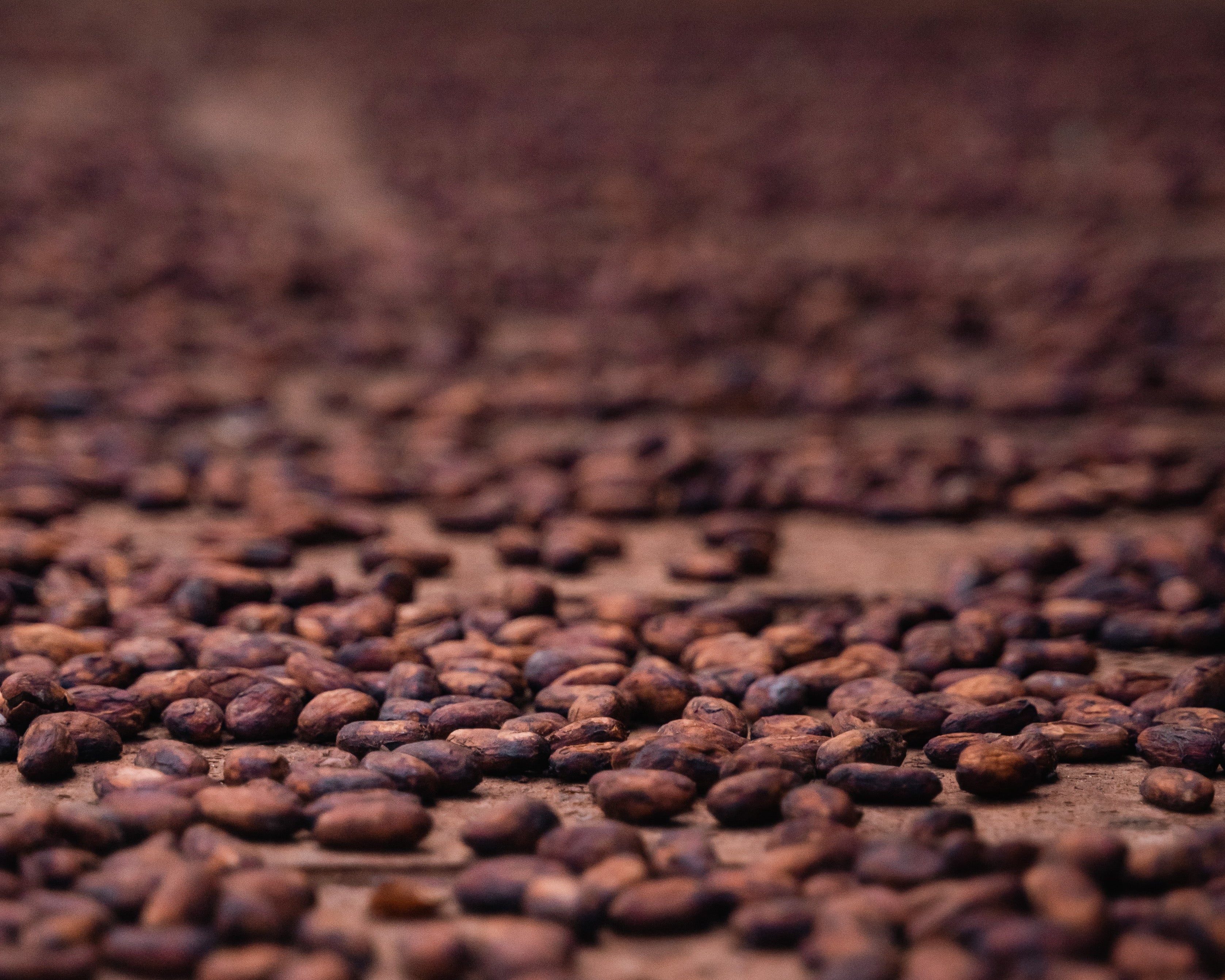 Is Soma Cacao a Fermented Food?