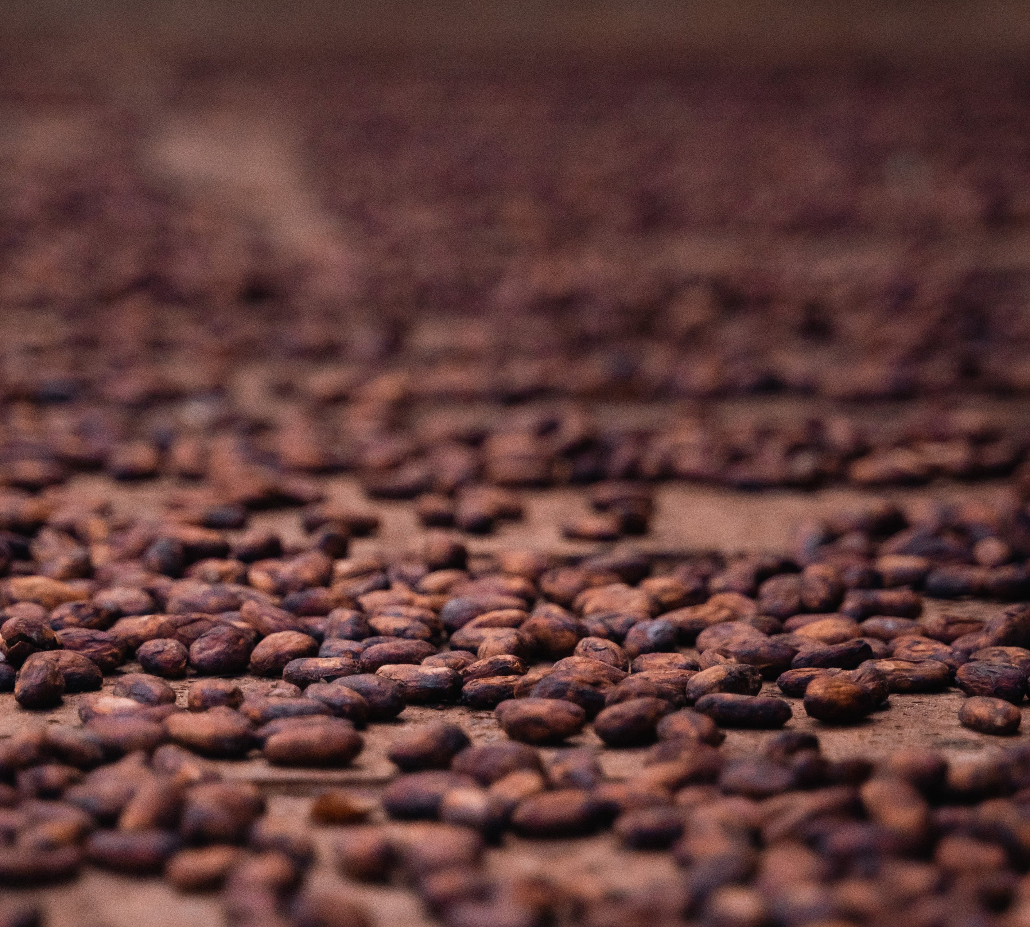 Is Soma Cacao a Fermented Food?