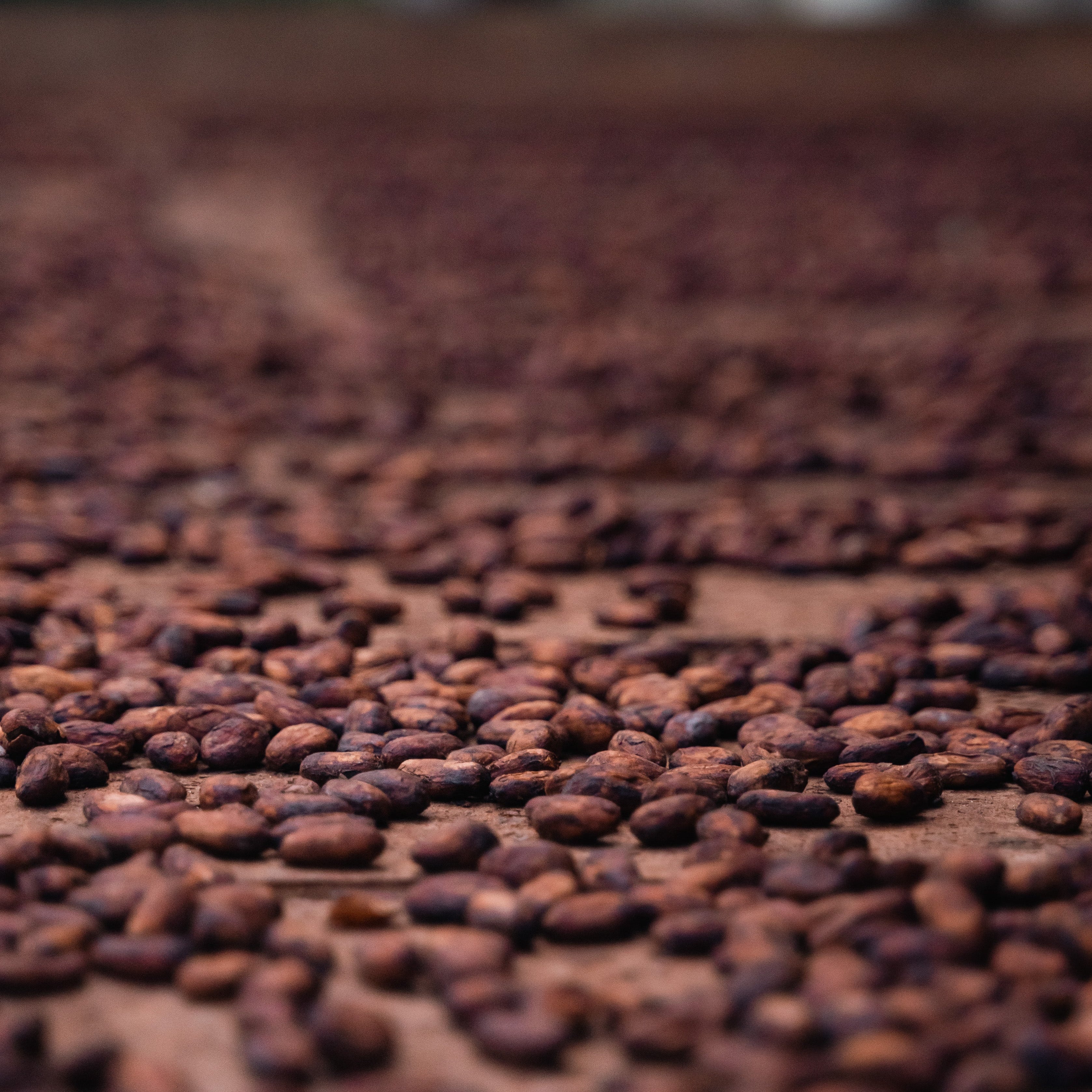 Is Soma Cacao a Fermented Food?