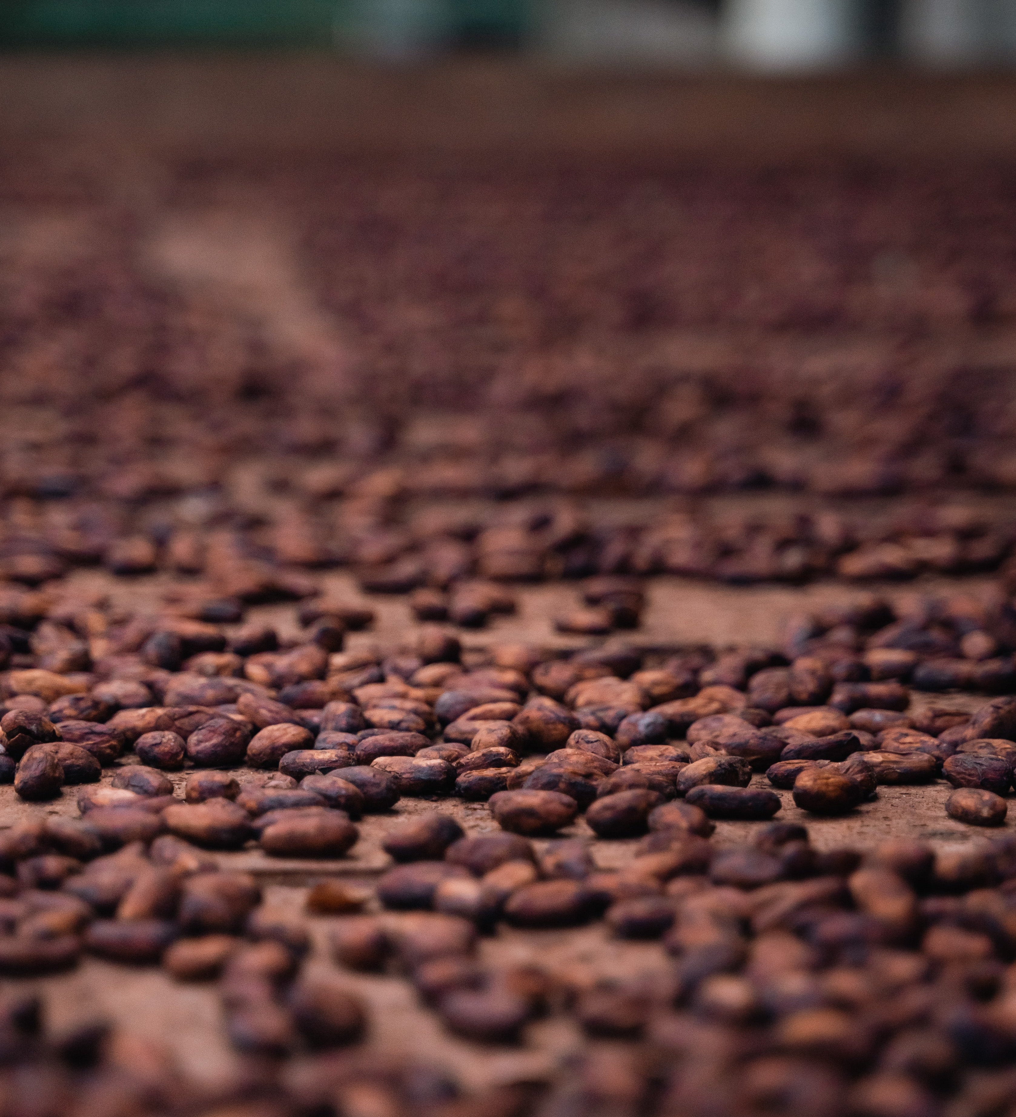 Is Soma Cacao a Fermented Food?