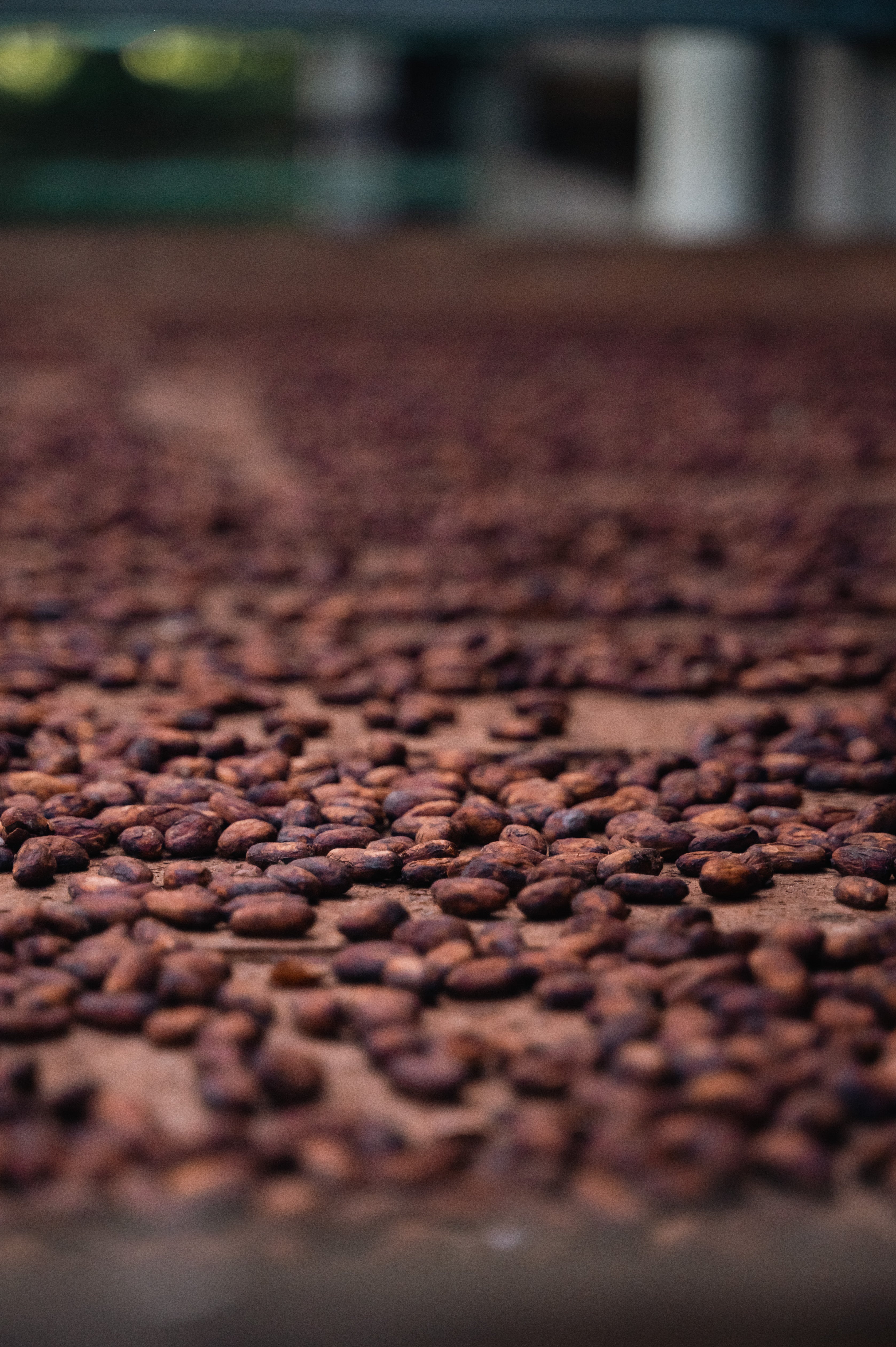 Is Soma Cacao a Fermented Food?