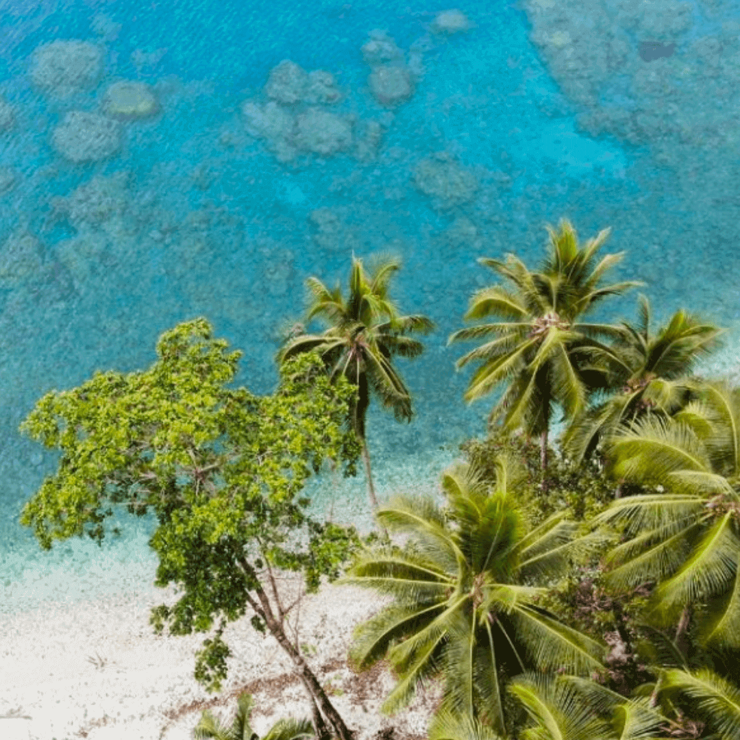Aerial view of tropical palm trees beside clear blue waters on a sandy beach in the Solomon Islands.