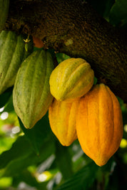 Daintree Ceremonial Cacao