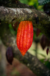 Daintree Ceremonial Cacao