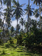 Solomon Islands Ceremonial Cacao