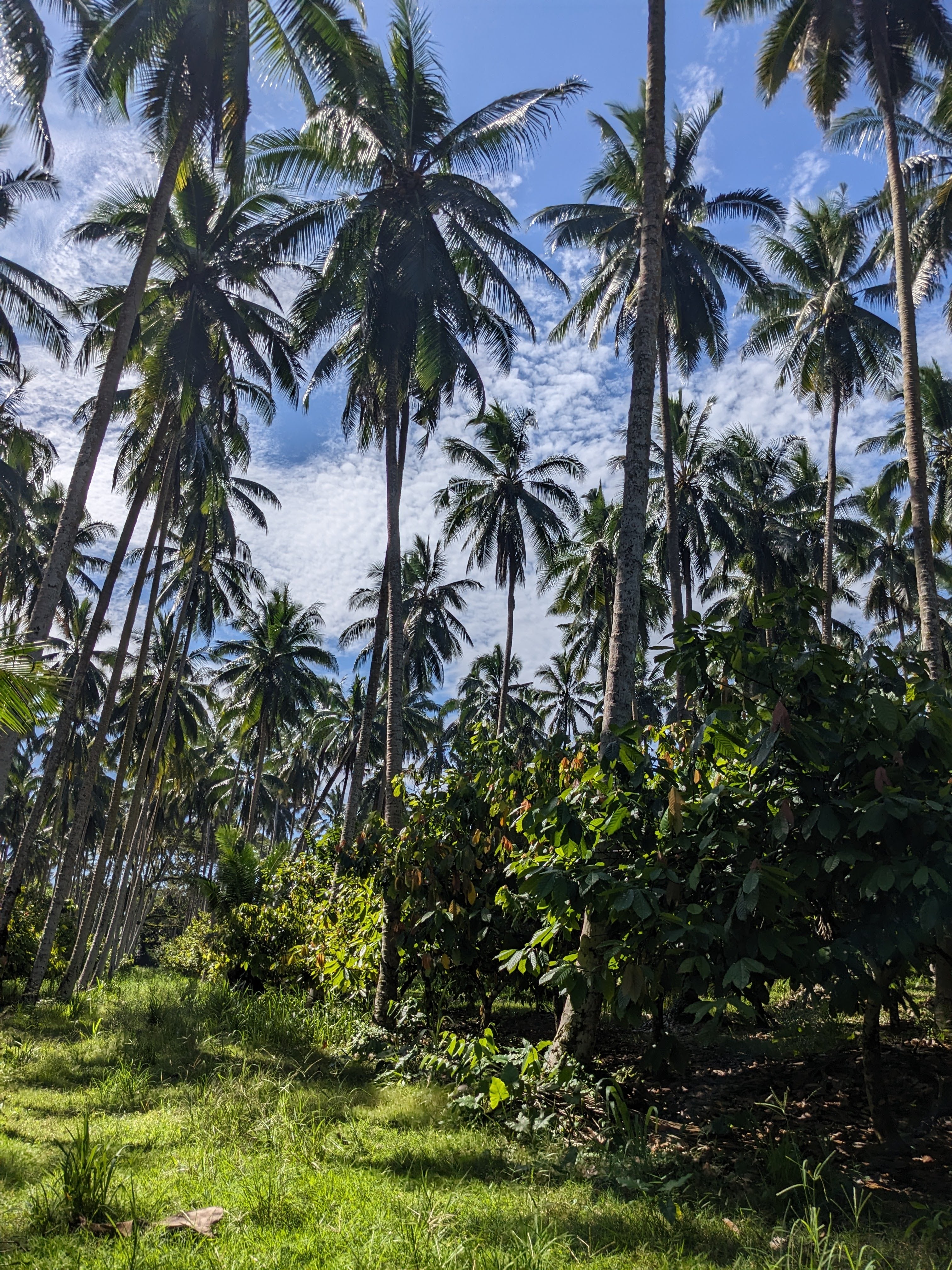 Solomon Islands Ceremonial Cacao