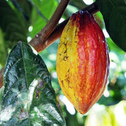 ripe cacao pod hanging among lush green leaves in a tropical setting, showcasing premium ceremonial cacao quality.